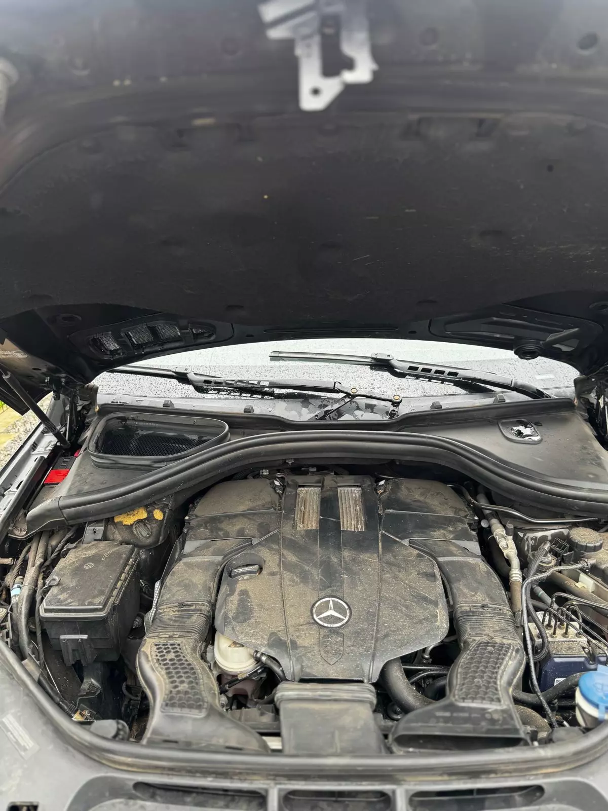 bonnet